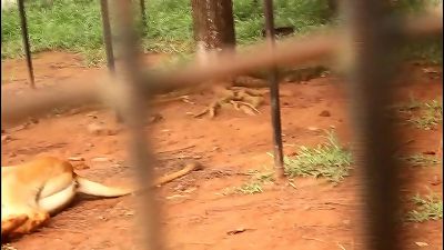 A footballer on vacation in Africa makes the strange tryst of a mature lady and thanks in a tourist park, a visit which will very fastly shot a public pulverizing sequence